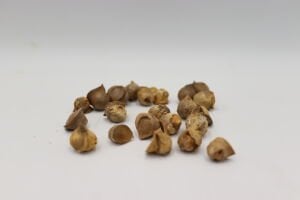 Sarımsak Tohumu (20 Adet Tohum)