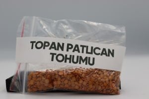 Topan Patlıcan Tohumu 4g