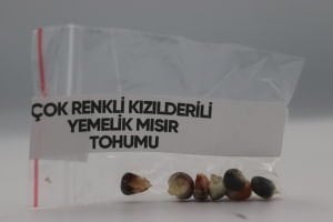 Çok Renkli Kızılderili Yemelik Mısır Tohumu 4g